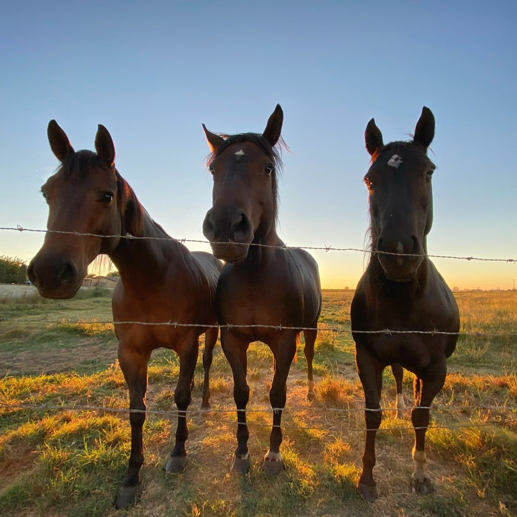 Horsing Around – First Sunrise Of Fall&nbsp;2020