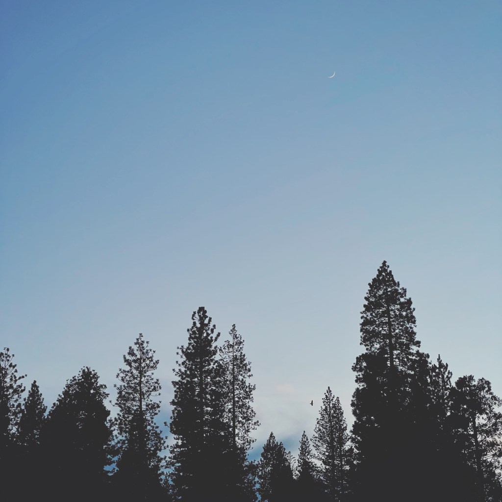 Moon in the sky with the birds that fly&nbsp;🌙✨